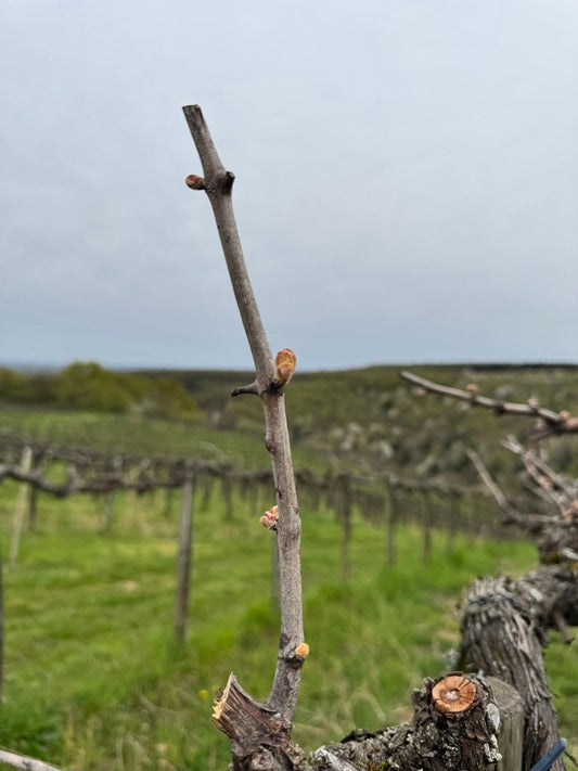 Steyerberg Insights: Frühling - gute Voraussetzungen schaffen