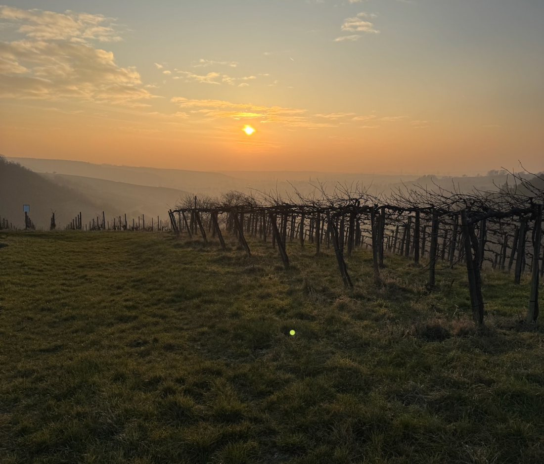 Steyerberg Insights: Auftakt des Weinjahres
